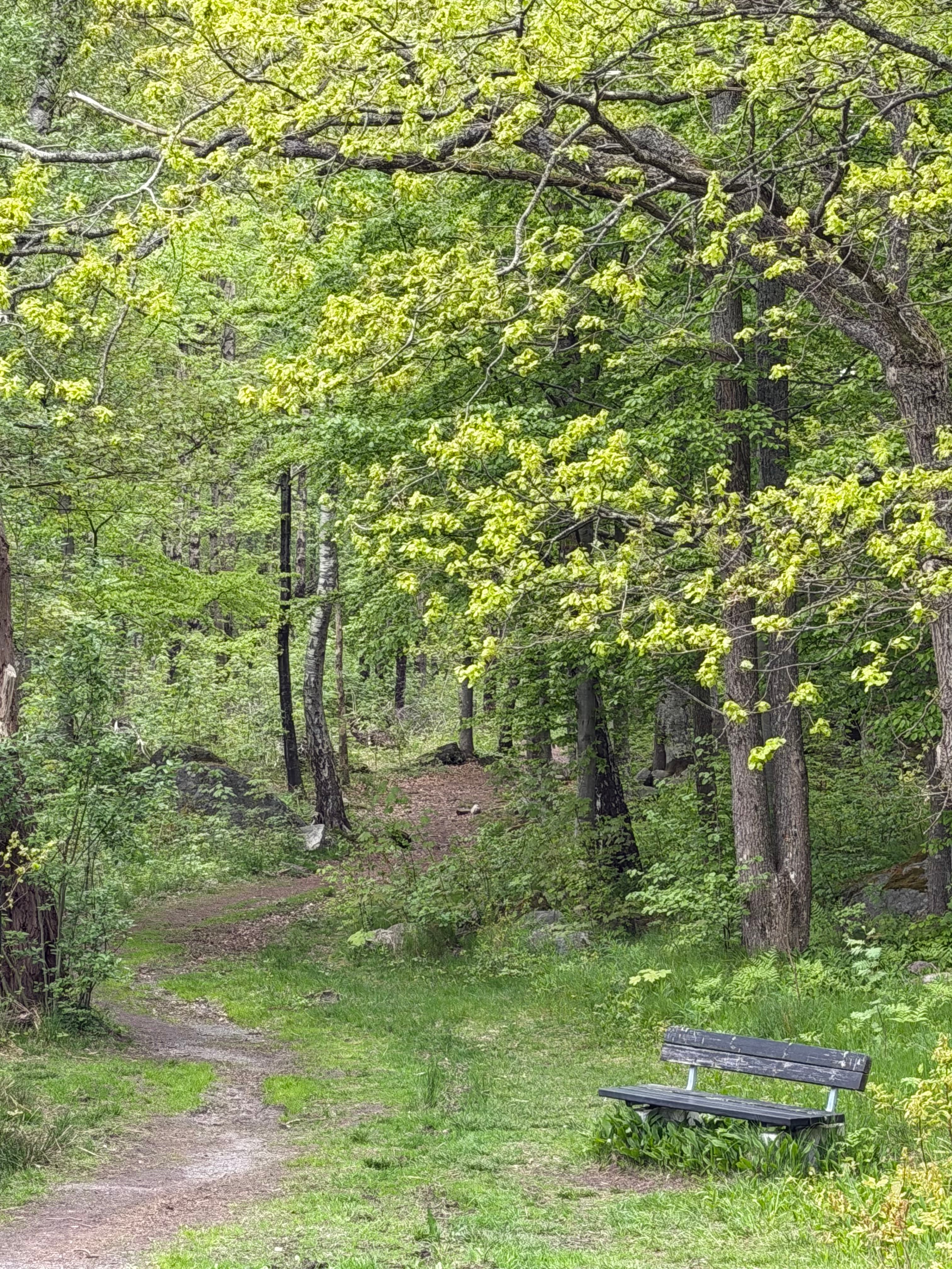 Forest path with bench in Hjertnesskogen, Sandefjord