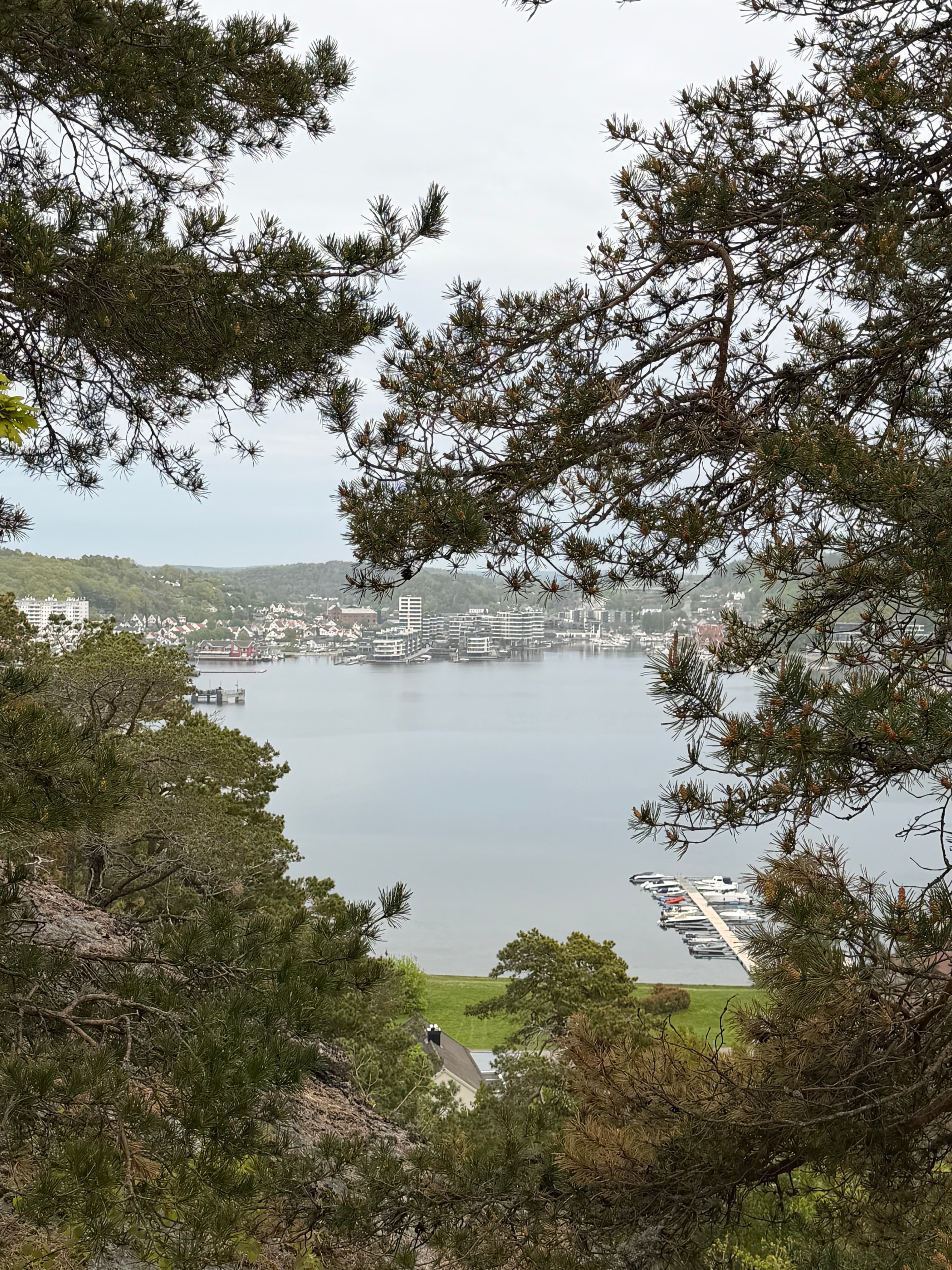 View over Sandefjord bay through pine trees from Hjertnesskogen